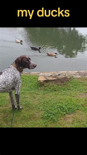 my ducks German Shorthaired Pointer GSP... 🦆😏🐶 #shorts #ytshorts #viral #trending