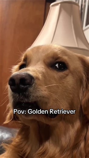 Golden Retriever Joy: Adorable Moments Captured