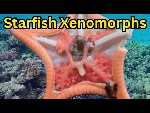 Crustaceans Chest Bursting From Starfish Hosts - Dendrogaster
