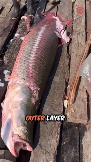 The hardest scales in the animal kingdom #fishing #seafood