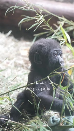 Oku and Kadre are growing up gorilla which means exploring their environment by touching, climbing, tasting, watching and soaking it all in! The two baby gorillas are beginning to show more interest in each other with mini slow-motion wrestling attempts which are quite possibly the most precious thing you’ll witness this year. Mamas Jamani and Olympia are never far, both babies are still very much sticking close to their mom 💗 #woodlandparkzoo #babytok #babyanimals #gorillas #animallover