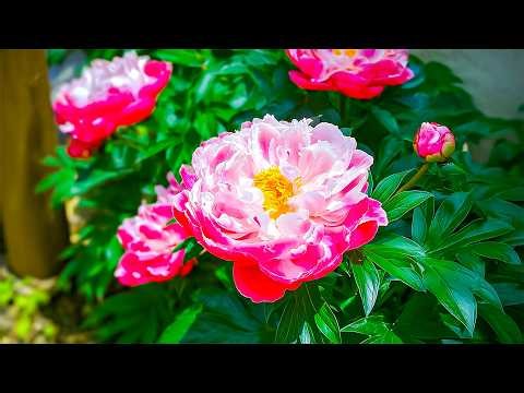 99% Relaxing Music to Heal the Nervous System Naturally ❤️ Gentle Music for the Soul, Rest the Mind