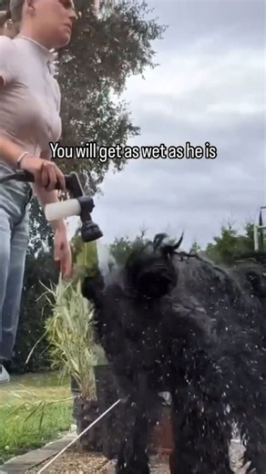 Cute Dog Refuses To Leave Owners Side Even During Shower Time