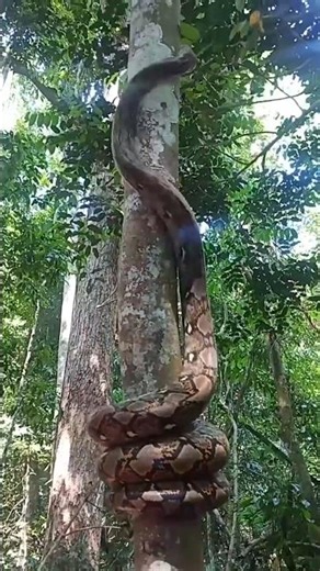 Giant Python Ka Deadly Tree Attack | Jungle Ka Sabse Powerful Moment 😱🐍#shorts #amazonjungle