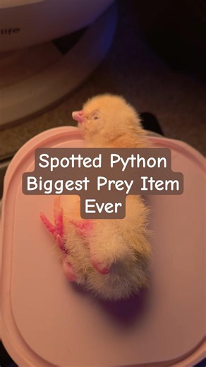 Spotted Python - Biggest Feed