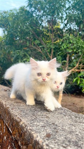 Cats videos 💕! Cat meowing ! Cat sound ! Cat ! Persian cat sound ! Cat voice ! Kitten meowi ! Meow