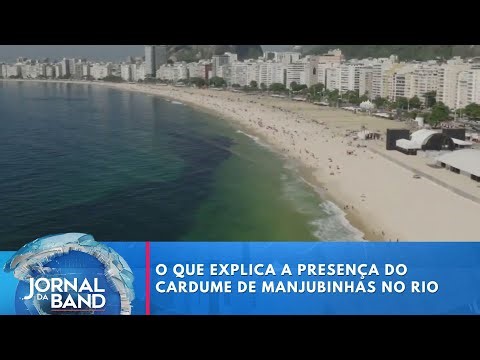 O que explica a presença do cardume de manjubinhas no Rio | Jornal da Band