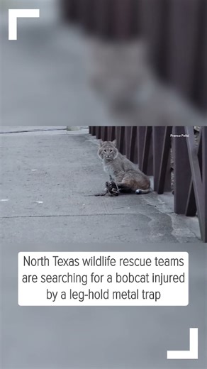 Injured bobcat in North Texas park sparks outrage over use of leg-hold traps