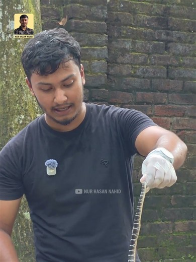 ঘামের গন্ধে কি কালাচ সাপ আসে ? #snake #wildliferescue #snakerescue #shorts #awareness #saveanimals