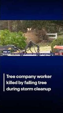 Tree company worker killed by falling tree during storm cleanup