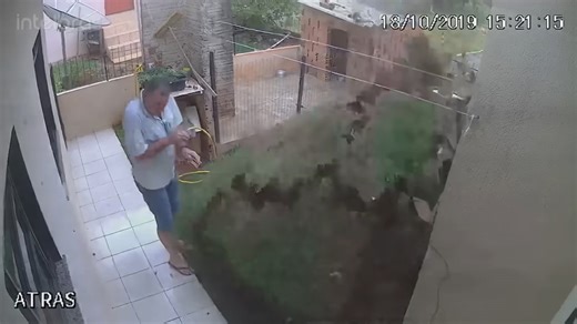 He was too cheap to call pest control - so he blew up his own lawn