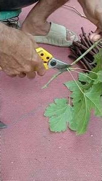 siapkan entres yang sehat untuk di grafting #grapecity #berkebun #vidiotrending #buah #garden