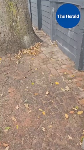 A dreaded alien invasive bug that is killing trees all over the world is starting to make its grim presence felt in Gqeberha.Read more: https://t.co/nvdO87WTgU 📹 Dave Allen