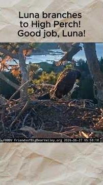 Luna Branches to High Perch!🎉Sandy Wingers Farther on the Back Porch🎉- Fledge Watch Begins!😍