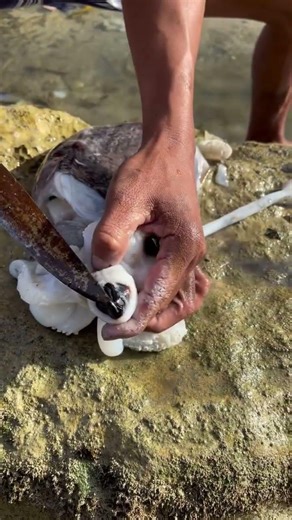 Cutting and Cleaning a Fresh Octopus on Rocks