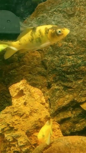 Silent Goldfish Yawn Caught On Camera Rare Cute Moment Cats Replay Funny Loop Tank Shorts Play Watch