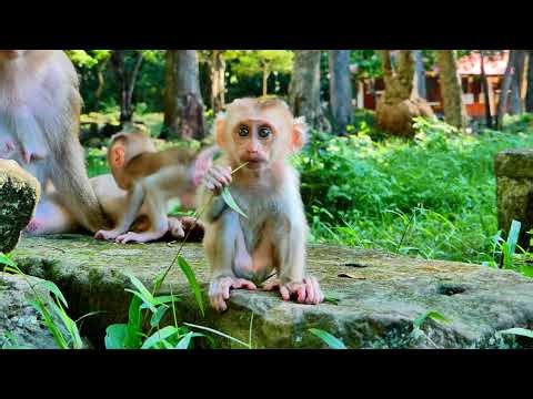 adorable Bayon Monkey wild life !