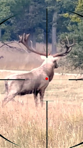 Miral Deer Hunting | Caccia al cervo maral | Caza del ciervo maral