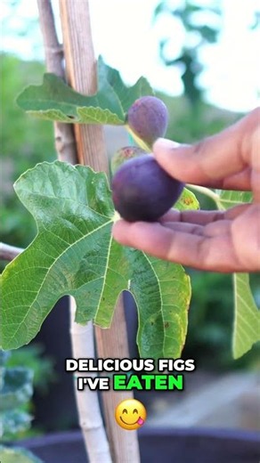 Mission Fig Tree: Summer Harvest! 🌿 Bountiful & Delicious