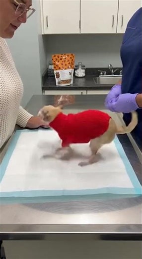 Chihuahua Vet Overreaction 😂🐶 | Tiny Dog Drama #foryou