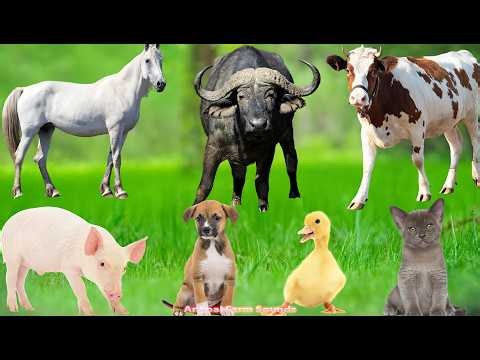 Cute Animal Moments: Dog, Goat, Sheep, Horse, Cow, Cat, Chicken – Animal Sounds