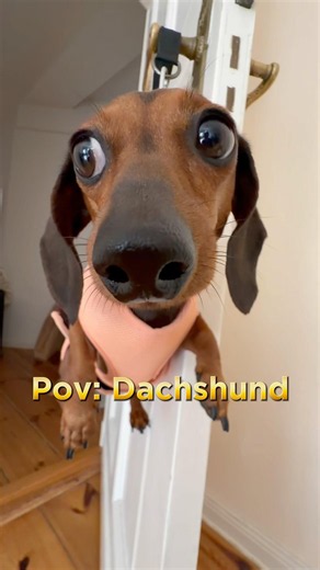 Funny Dachshund videos #dogs #dachshund #funnyvideo