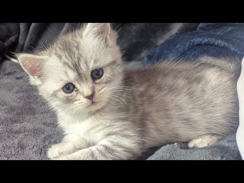 cute ragdoll kitten play moment