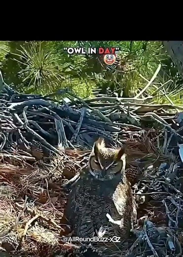 The Owl: From Bullying Target to Ultimate Predator 🦉🔥