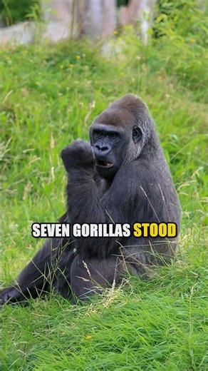 Gorilla Saves Child Who Fell 18 Feet Into Her Pen