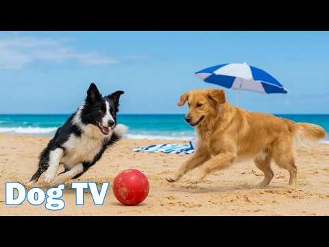 12 Hours of Dog TV for Dogs to Watch 🐶 Dog Music - Soothing Music for Dogs Deep Relaxation