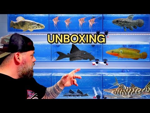 Unboxing WILD Monster Fish From the Amazon River - Colombia