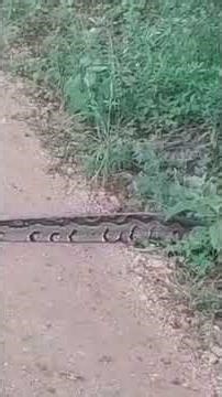 Rock python