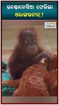 ଇଣ୍ଡୋନେସିଆ ଫେରିଲା ଓରାଙ୍ଗଉଟାନ୍! orangutan | Indonesia |