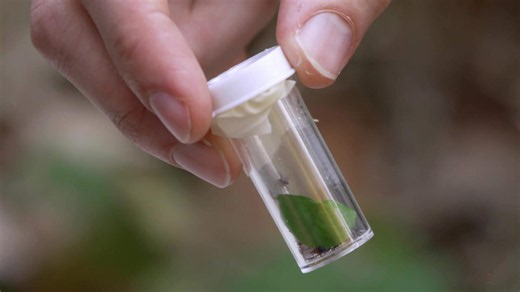 Sculpting evolution: Using genetic engineering to curb Lyme | 60 Minutes archive