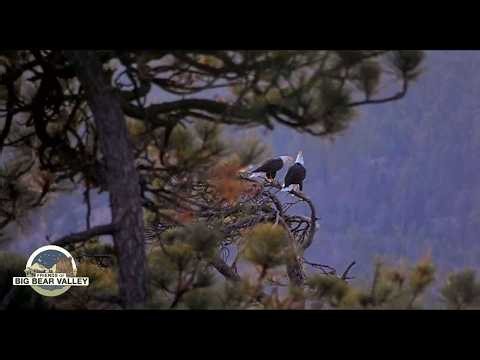 LIVE: Big Bear Bald Eagle Nest Cam 2 | 24/7 Wildlife Stream