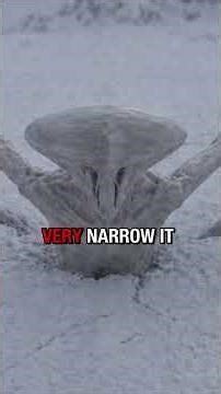 (ISOLATED) It Hides In The Ice