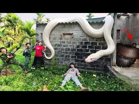 Brave Expert Rescues Ethnic Girl from Giant White Python in Abandoned House