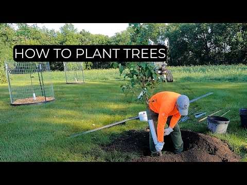 Tree Planting Done Right | Step-By-Step