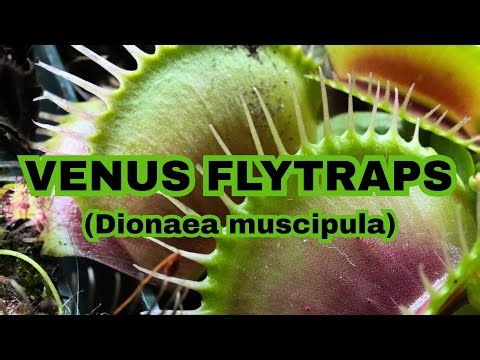 Venus Flytrap (Dionaea muscipula) information and care!