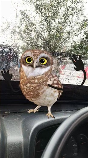 ullu #shortsfeed # #youtubeshorts #viralshorts #trendingshorts #funnyshorys #comedyshorts
