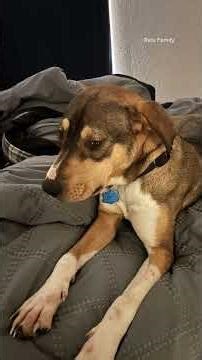 Arizona man accused of shooting, killing dog