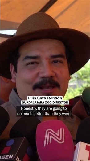 Four white rhinos find a new home in Mexico as part of a global conservation program