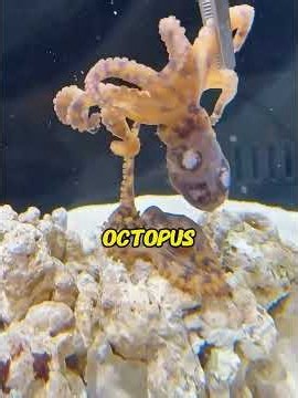 Saved a deadly blue-ringed octopus! Then hatch its babies artificially!😭❤️#blueringedoctopus