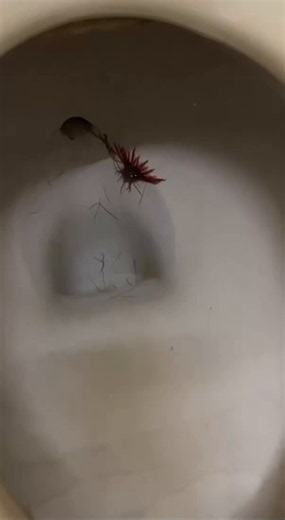 I saw this strange creature in the mall bathroom this morning. 😱 Grok... | 24vids
