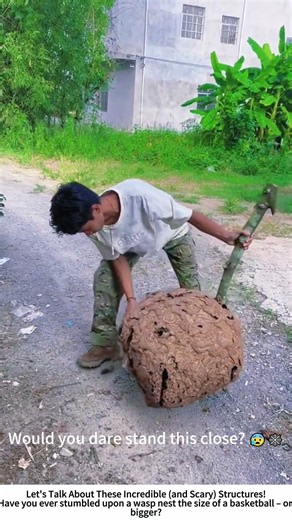 Cutting Open a Giant Wasp Nest – Camo Suit & Steady Hands 🐝🔪