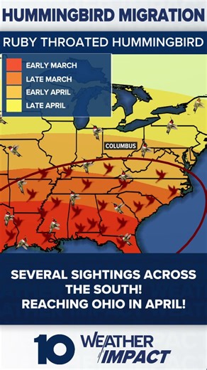 Hummingbird Migration Update