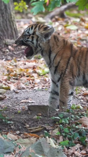 Hungry tiger cub 🐅🥺🐯 Paradise of lions #lion #wildtv #animals