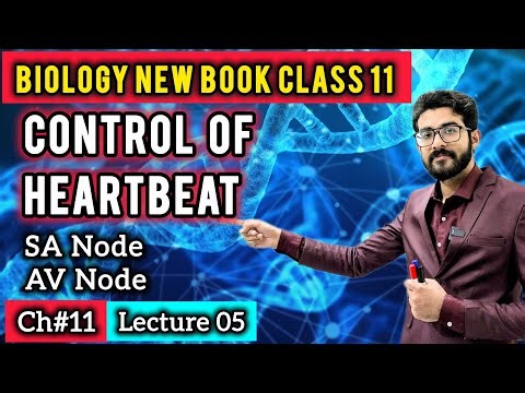 Control of Heartbeat Class 11 | Heart Excitation & Contraction | Biology New Book