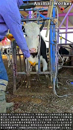 金属枠の牛、頭の動きと保定時の接触を観察 #worker #farming #livestock #cattle #handling