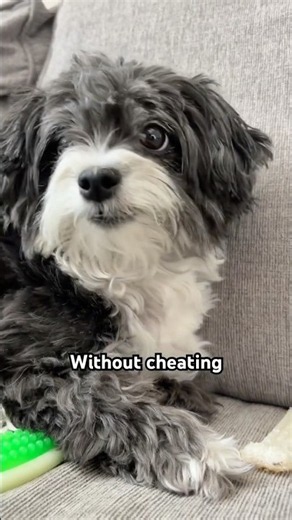 Dogs miss people too 😭💀 #dogshorts #doglife #doglove